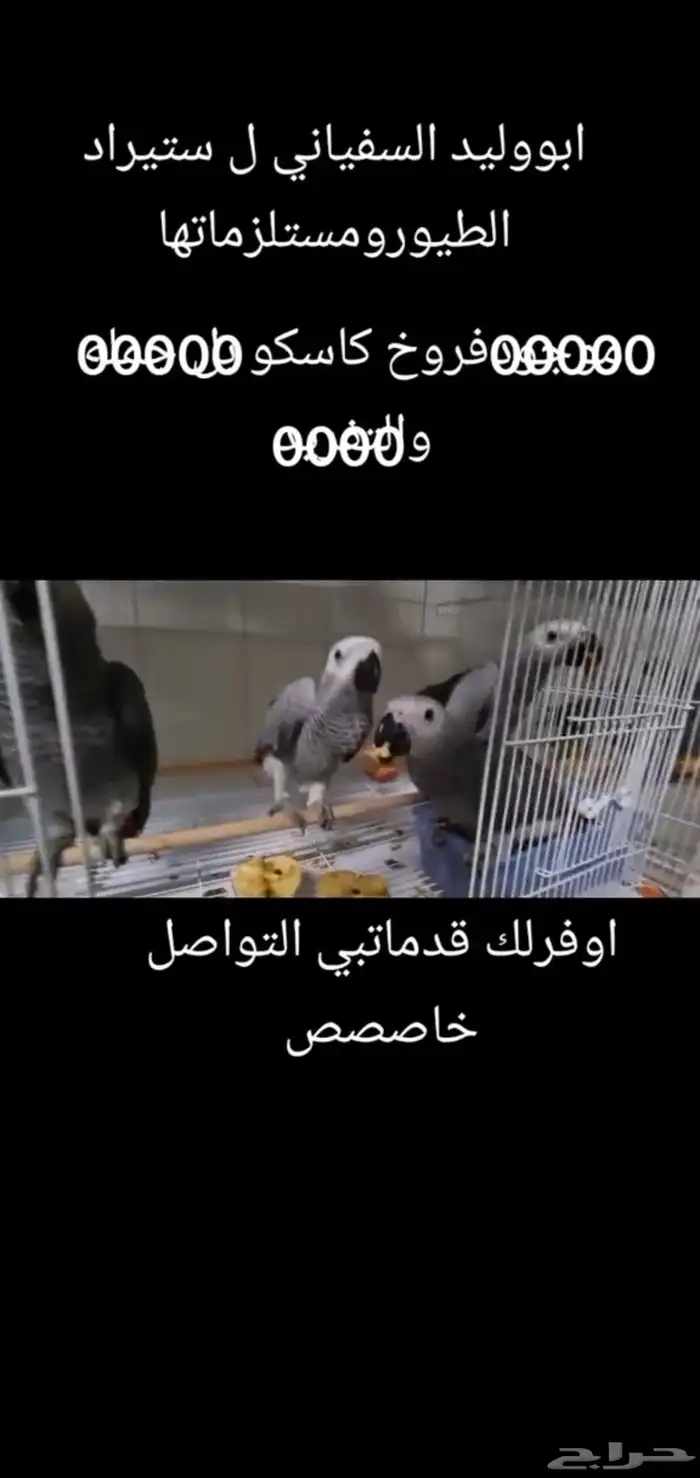 فروخ ببغاء الكاسكو طيور الكاسكو 6