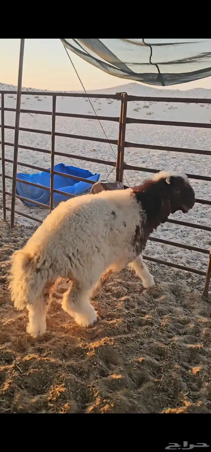 خروف نعيمي صنف فاخر معرف 1