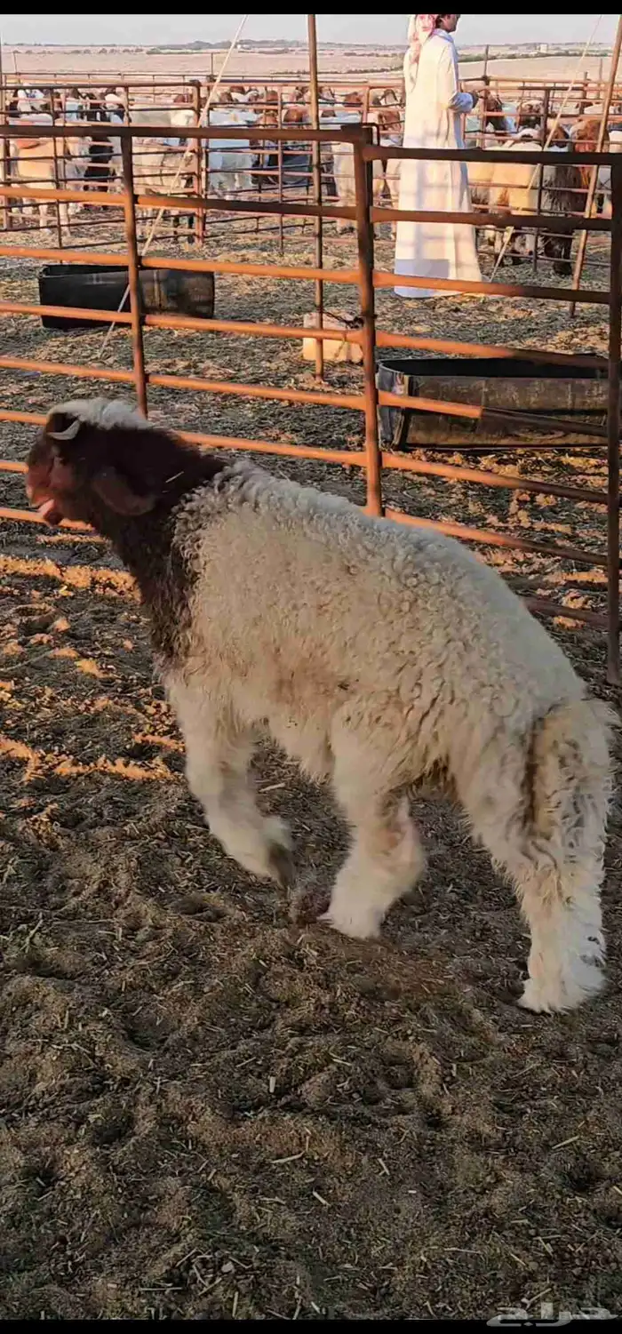 خروف نعيمي صنف فاخر معرف 0