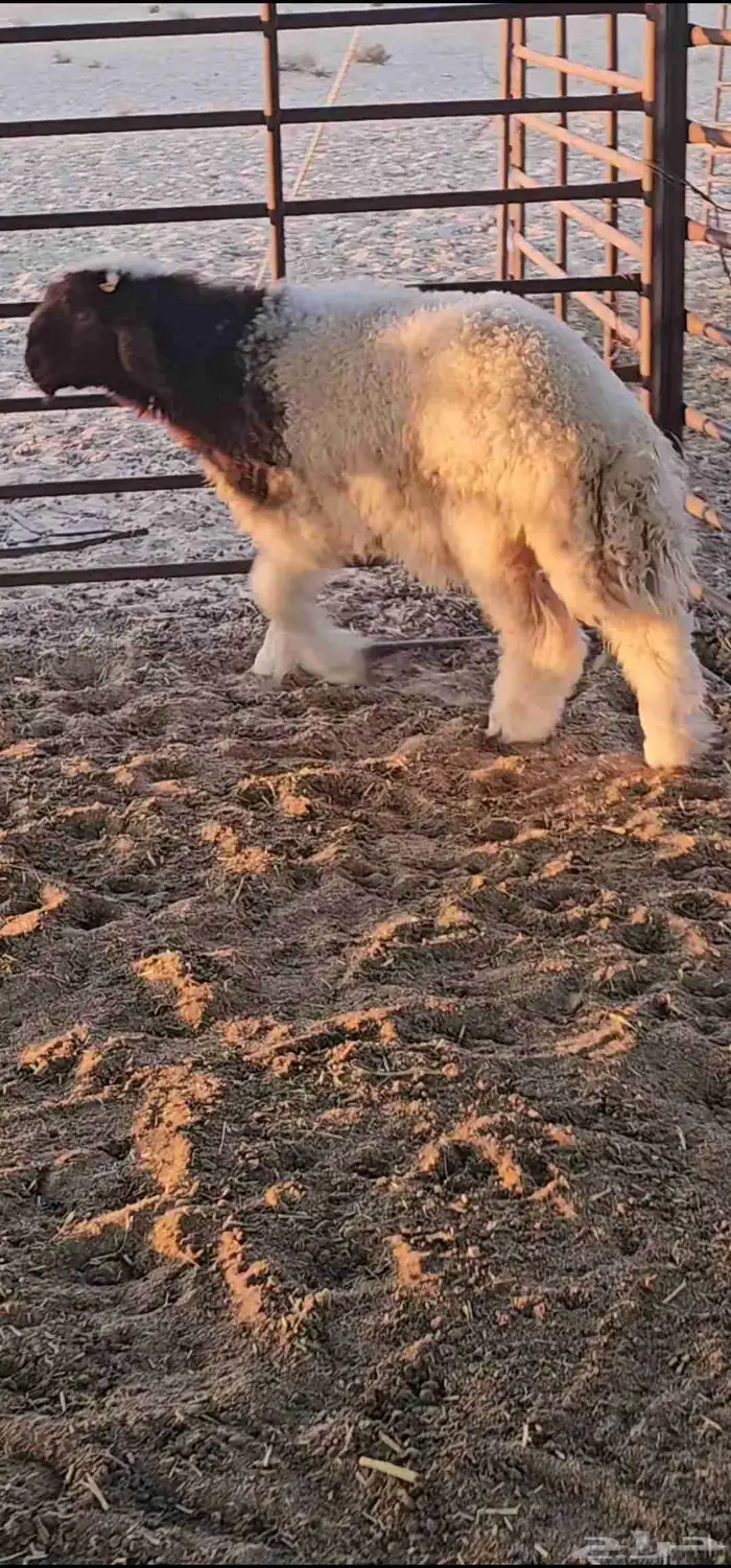 خروف نعيمي صنف فاخر معرف 2