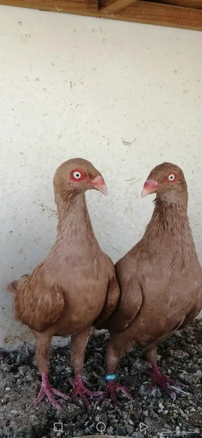 جوز دنش اصفر 0