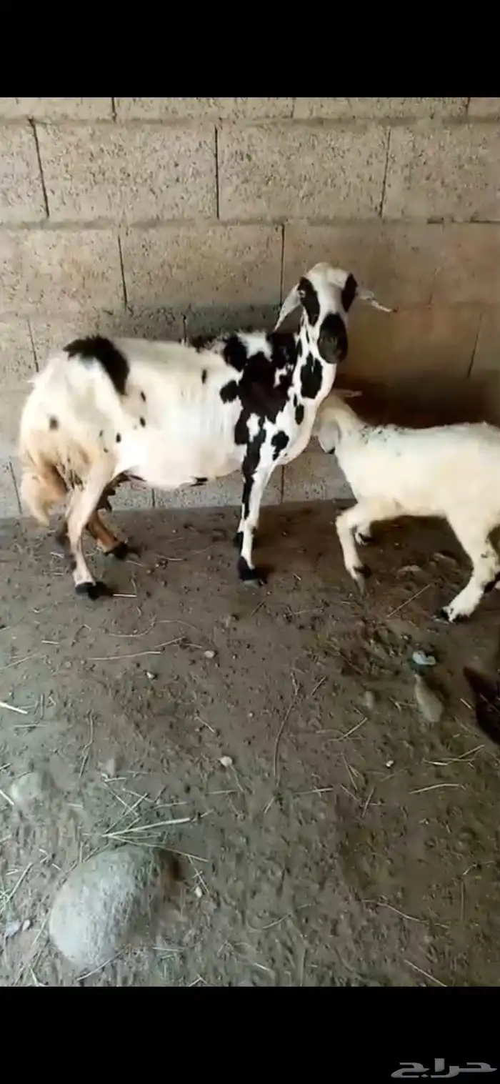 ضان مقاني للبيع الموقع بارق 1