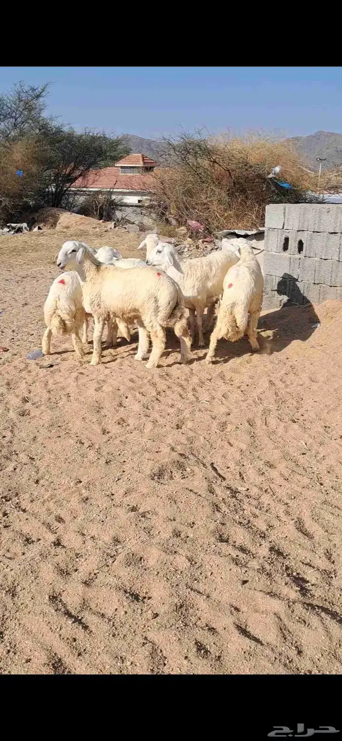 للبيع طليان جذعان نضاف وفل شحم 0