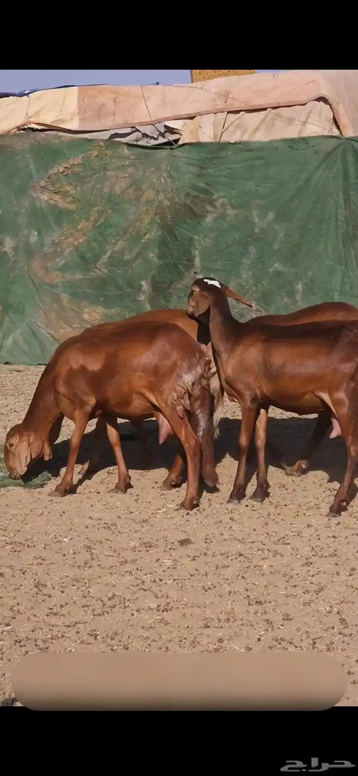 خمس سواكني حشيد تولد السن ثلاث ثنايا وواحده رباع وواحده سديس 2