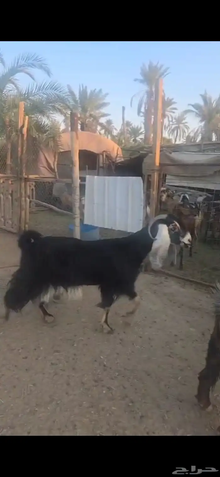 للبيع عدد ثنتين ماعز عوارض دفيع وجروم ناهيه 3