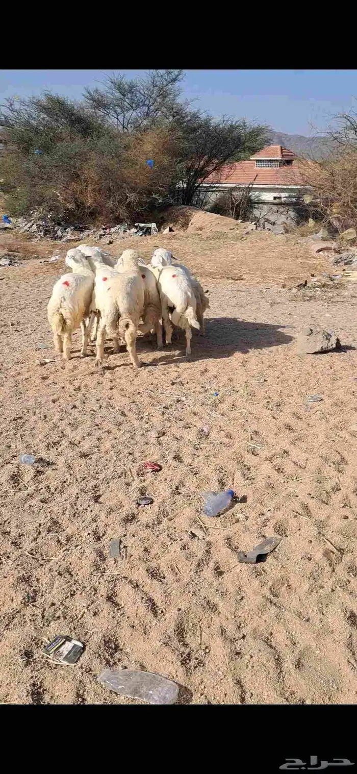 للبيع طليان جذعان نضاف وفل شحم 3