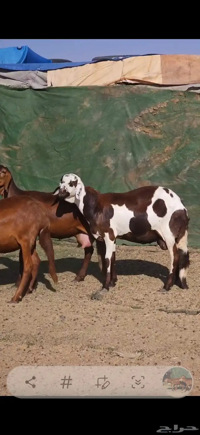 خمس سواكني حشيد تولد السن ثلاث ثنايا وواحده رباع وواحده سديس 1