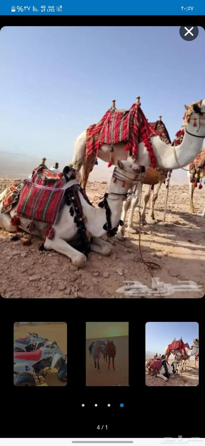 أجار جمال رحول ركبي وا خيول شعبيه عربيه بي اليوم والا اسبوع 9