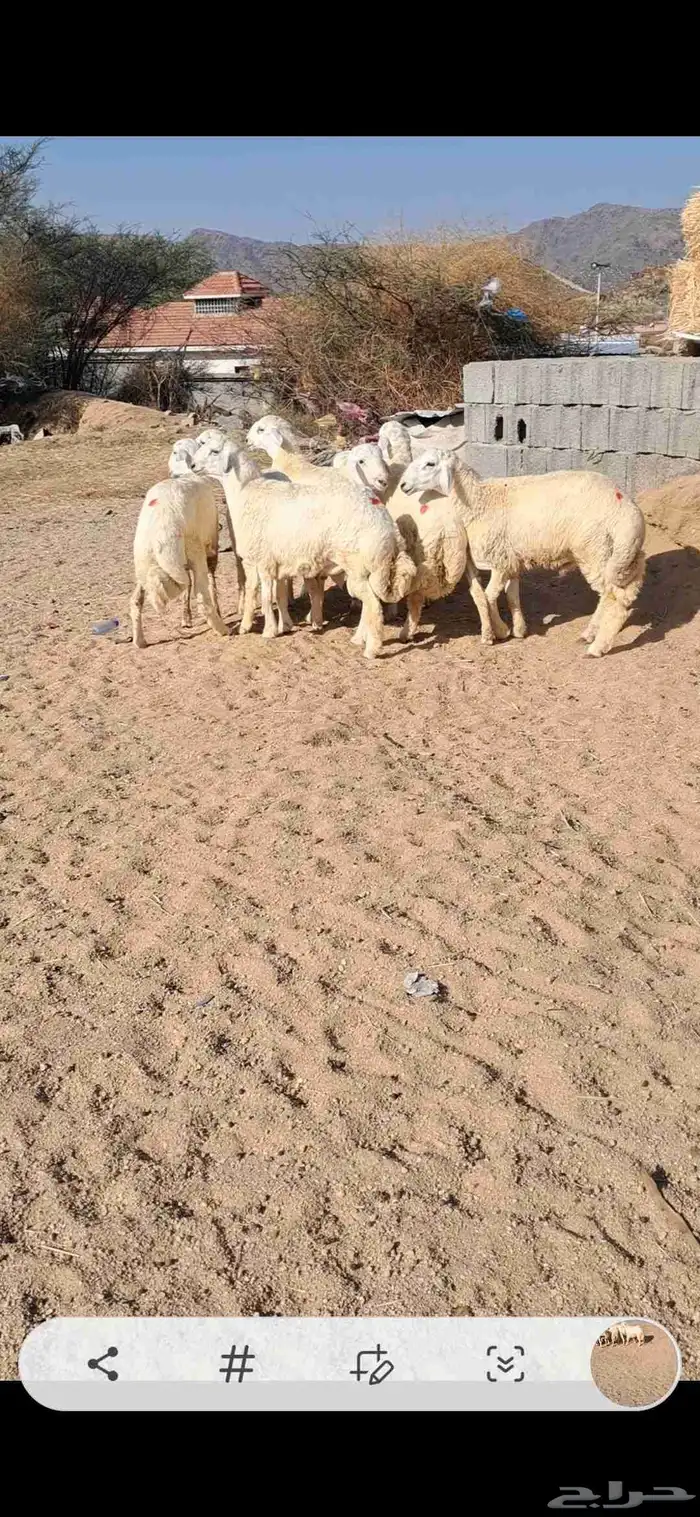 للبيع طليان جذعان نضاف وفل شحم 1