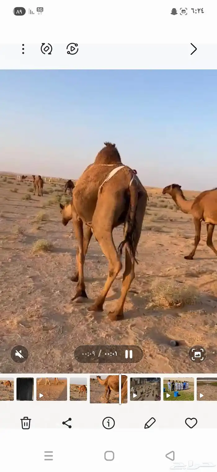 قعود أصفر على الحاكم 0