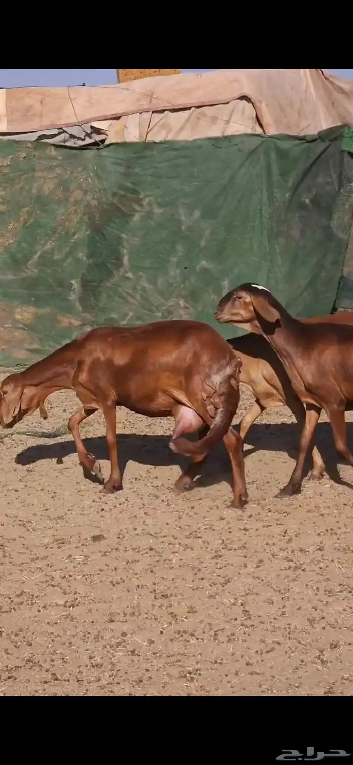 خمس سواكني حشيد تولد السن ثلاث ثنايا وواحده رباع وواحده سديس 3