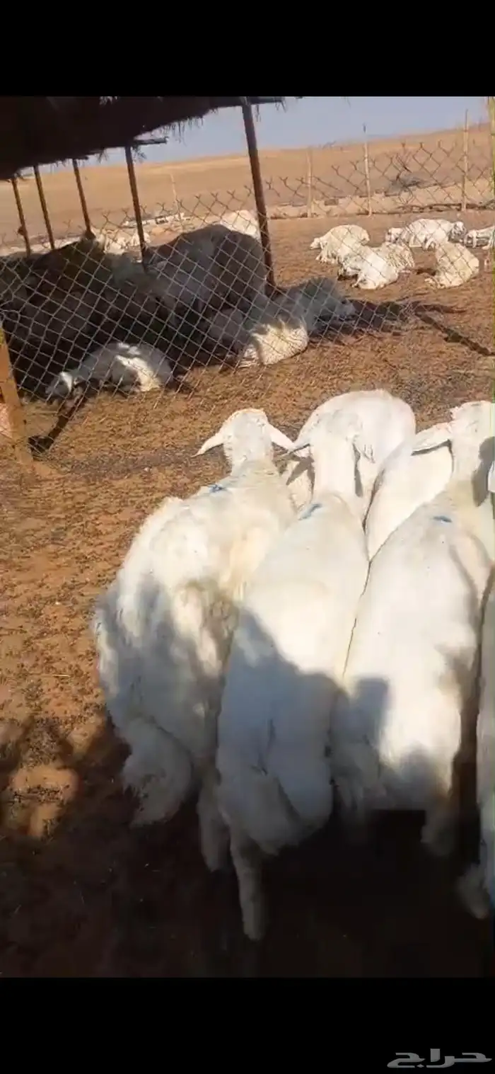خرفان حريات 3