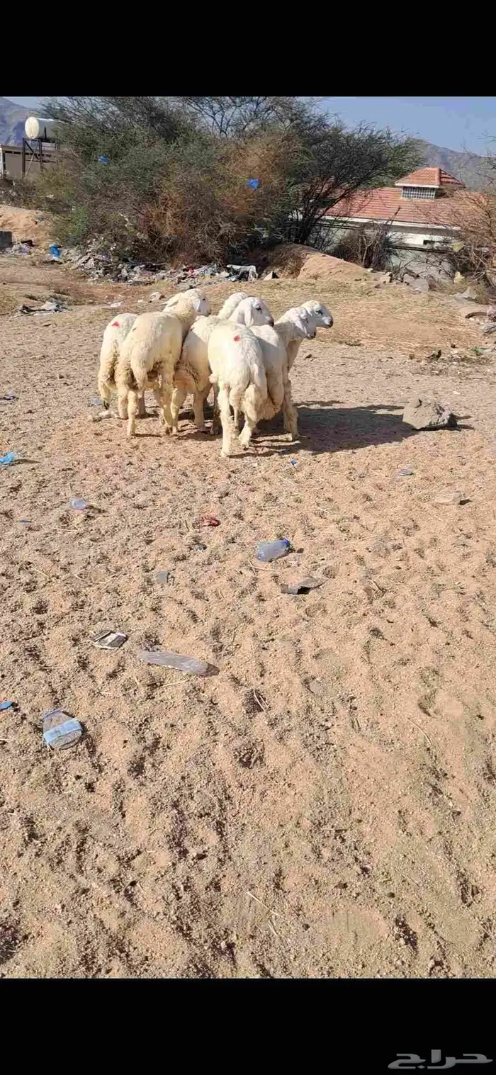 للبيع طليان جذعان نضاف وفل شحم 4