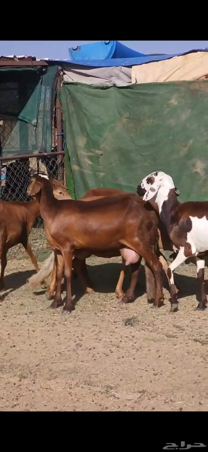 خمس سواكني حشيد تولد السن ثلاث ثنايا وواحده رباع وواحده سديس 5