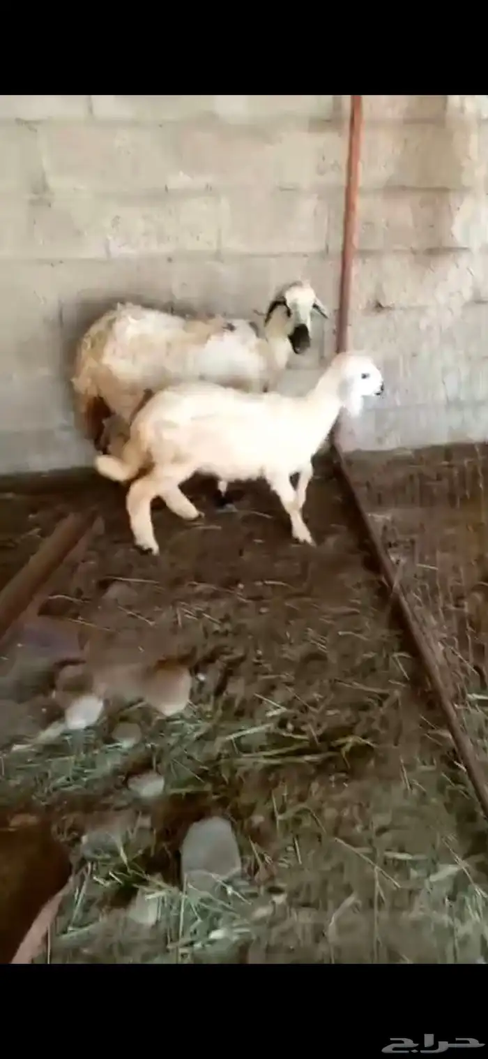 ضان مقاني للبيع الموقع بارق 0