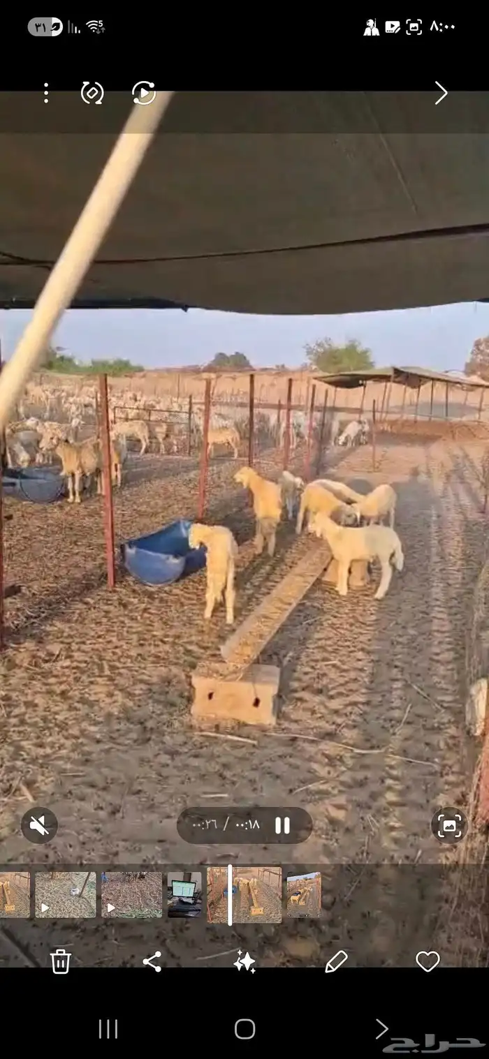 طليان حري . عدد 7 0