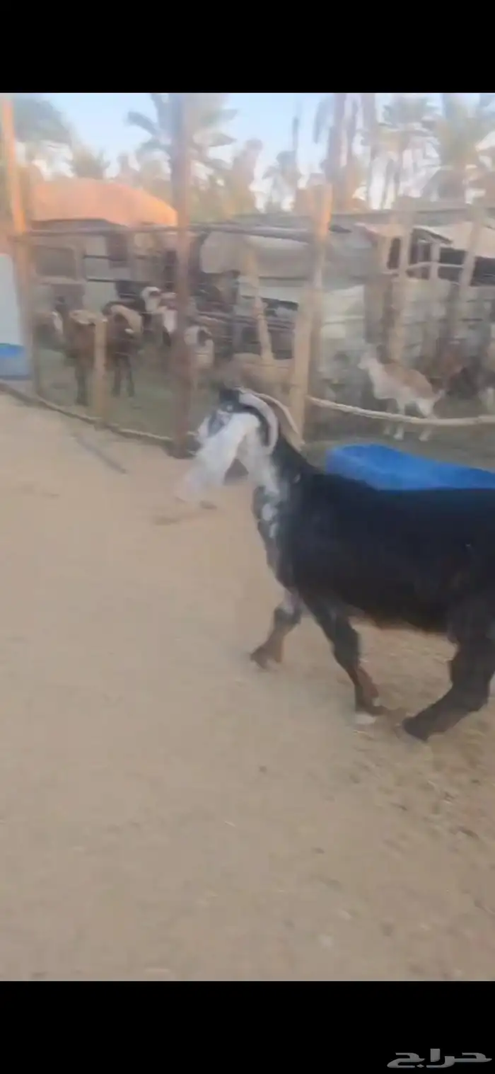 للبيع عدد ثنتين ماعز عوارض دفيع وجروم ناهيه 5