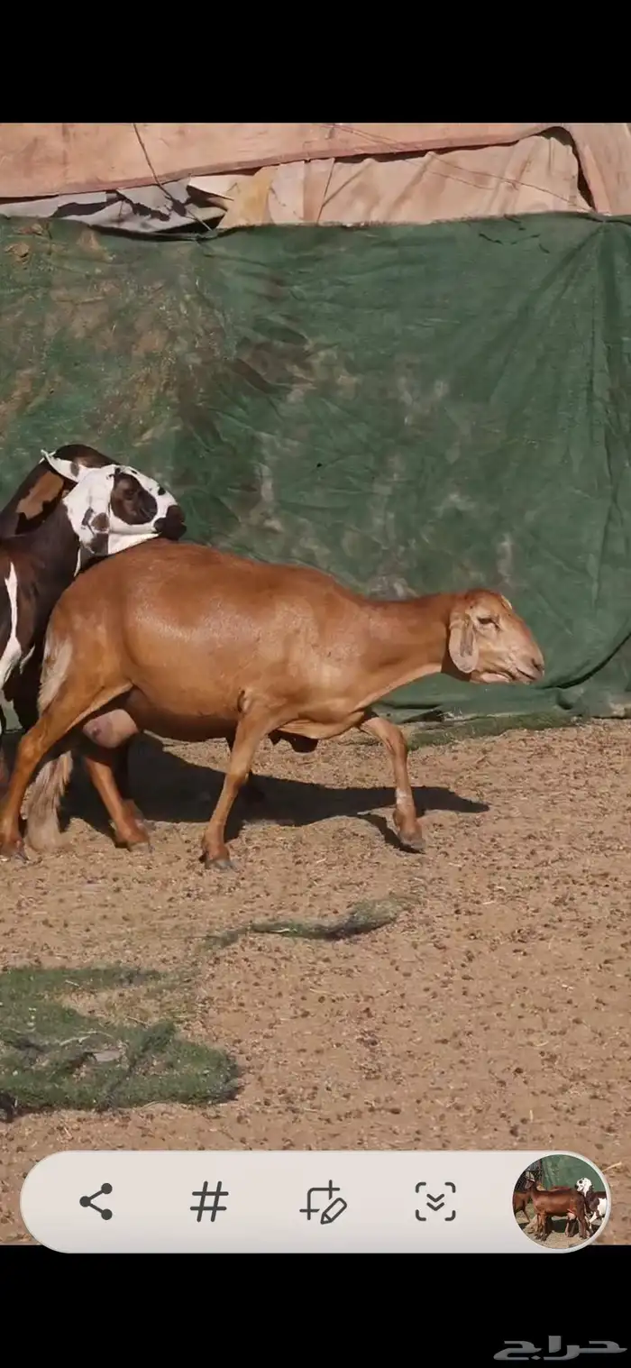 خمس سواكني حشيد تولد السن ثلاث ثنايا وواحده رباع وواحده سديس 0