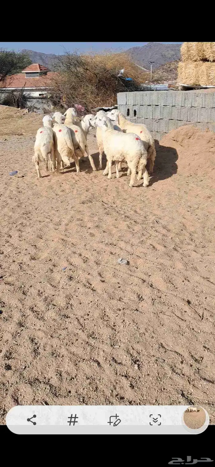 للبيع طليان جذعان نضاف وفل شحم 2