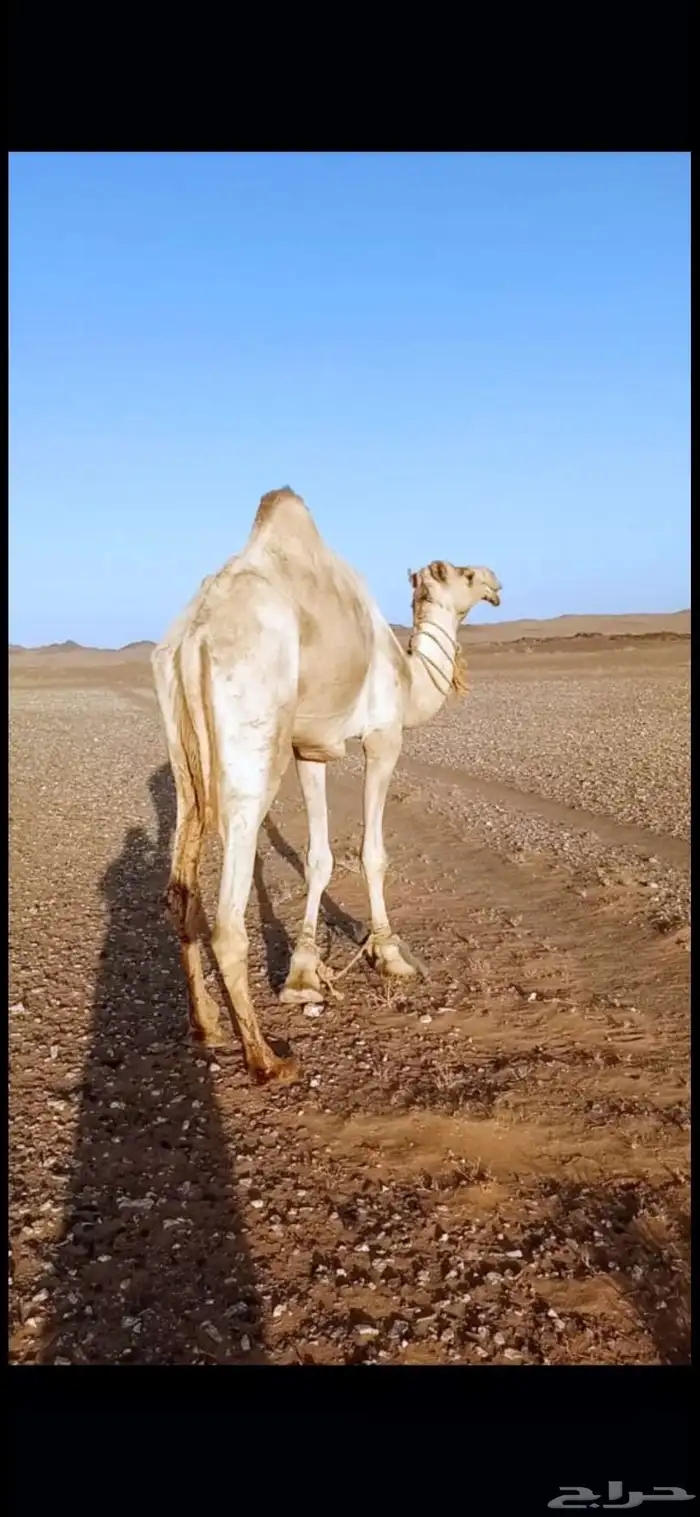 جمل حر صافي هدلان 0
