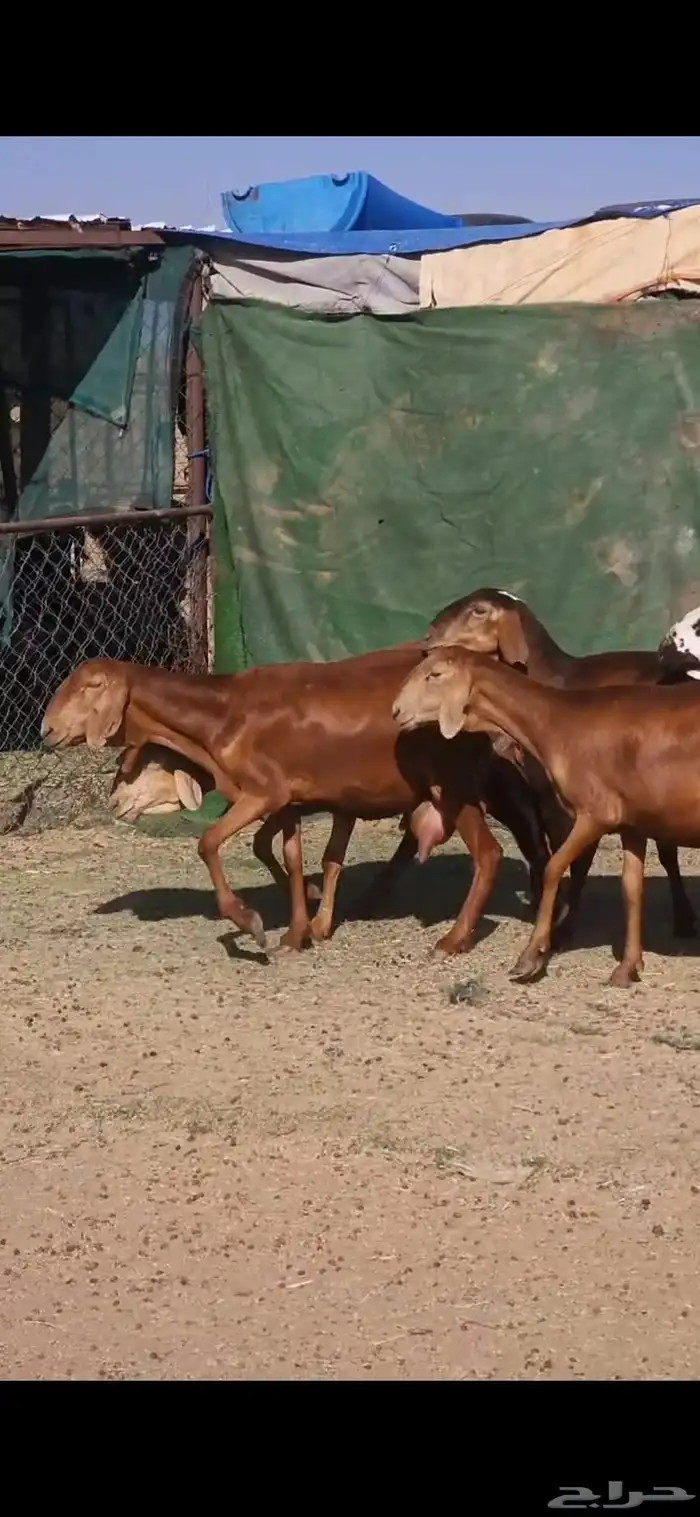 خمس سواكني حشيد تولد السن ثلاث ثنايا وواحده رباع وواحده سديس 4