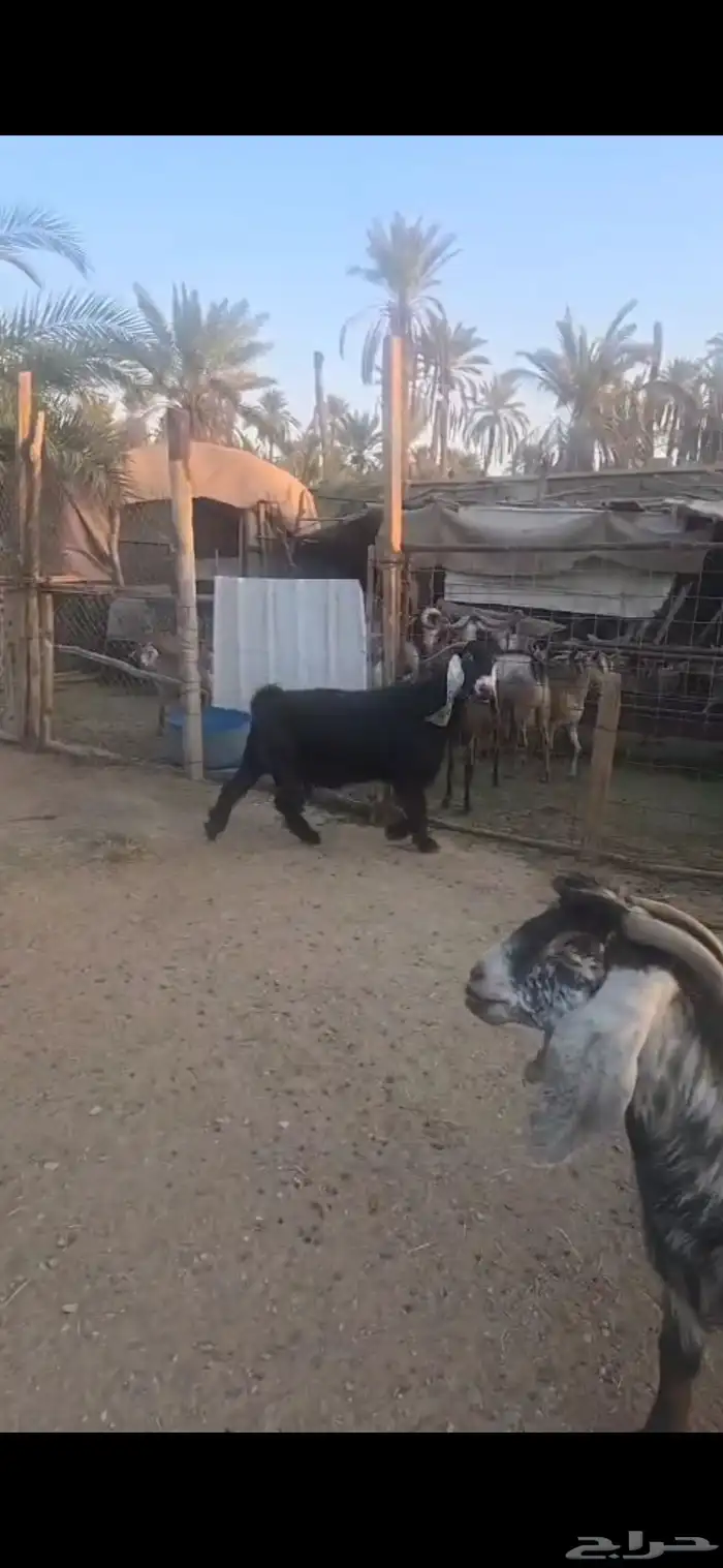 للبيع عدد ثنتين ماعز عوارض دفيع وجروم ناهيه 4