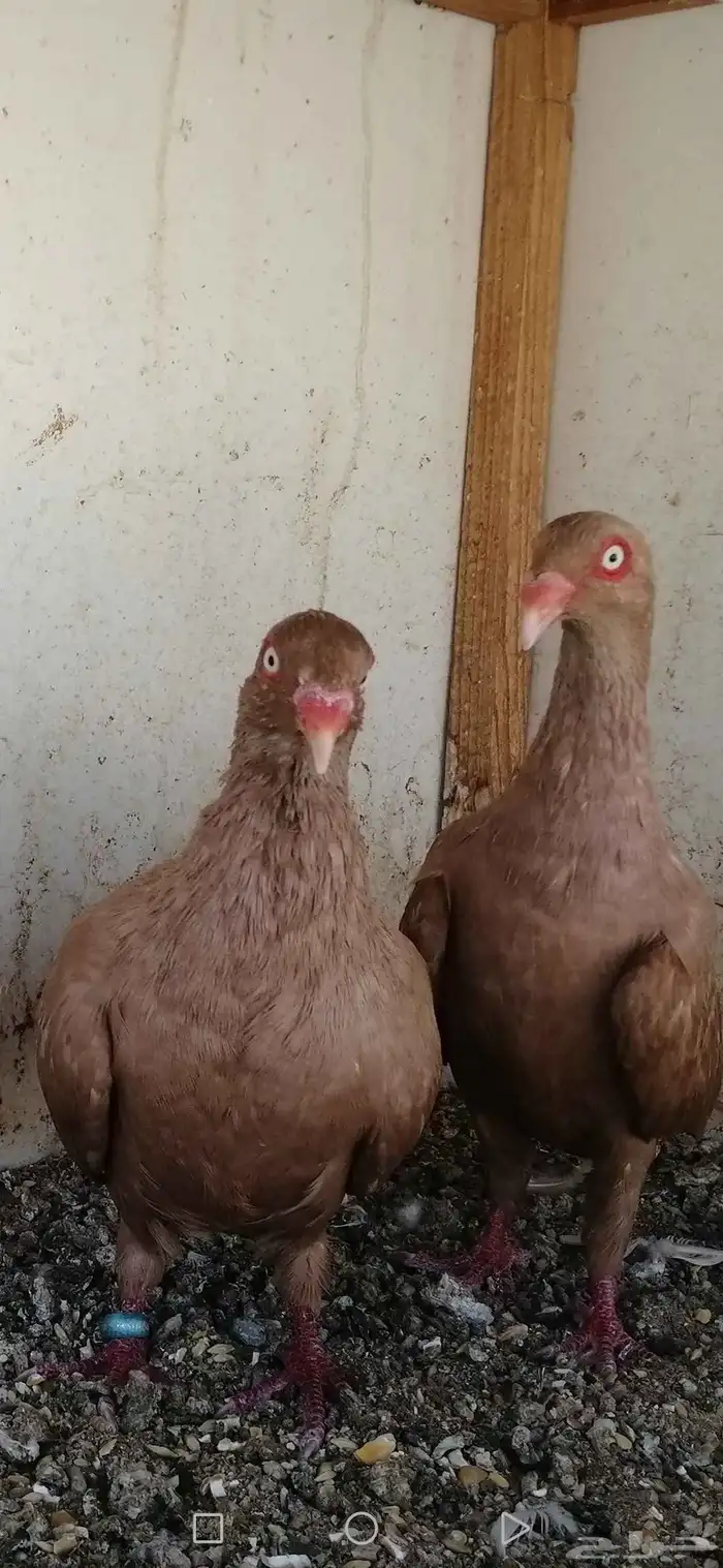 جوز دنش اصفر 1