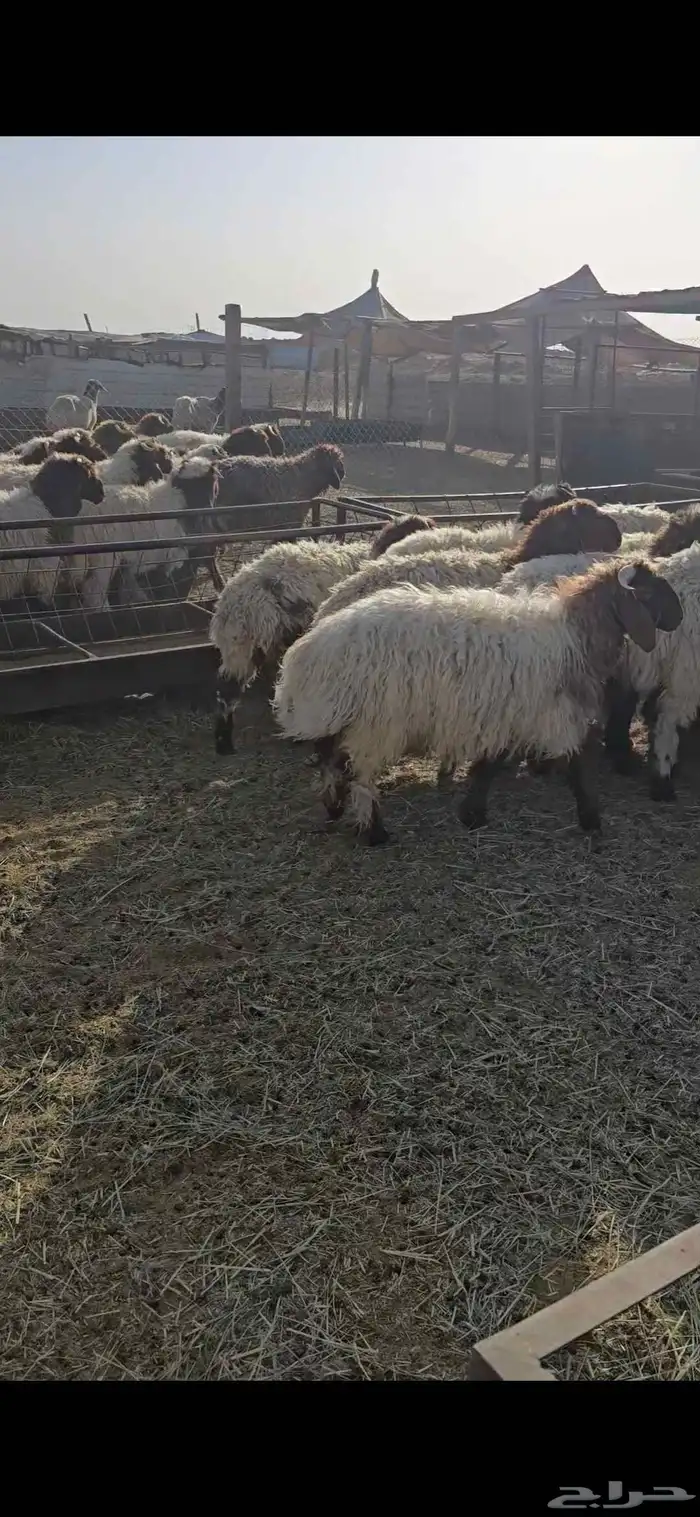 بهم نعيم 100راس 5