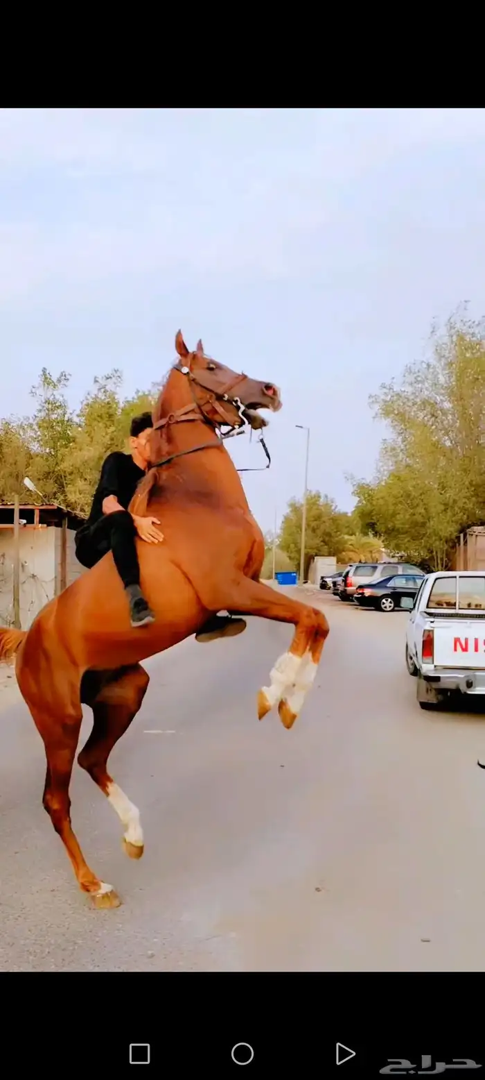 حصان شعبي 1