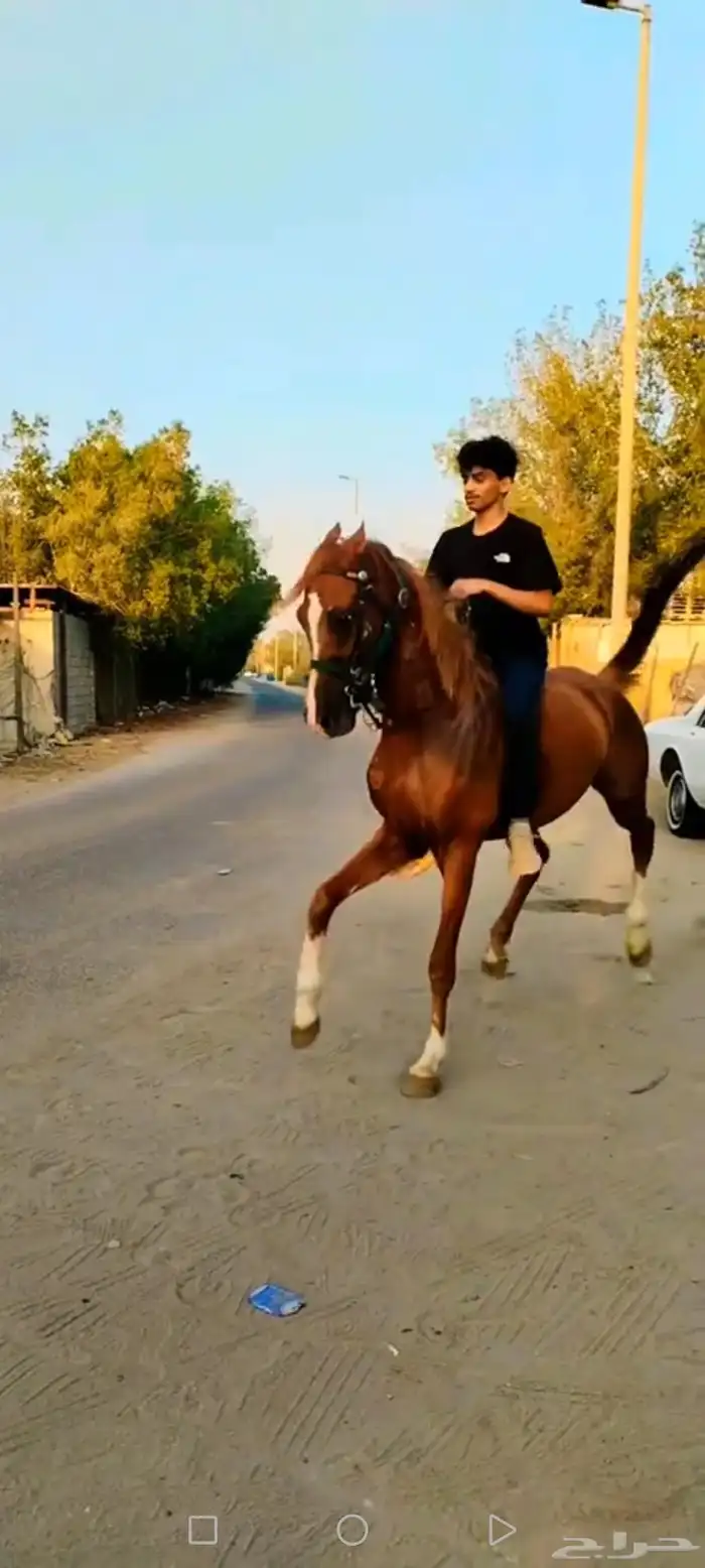 حصان شعبي 0