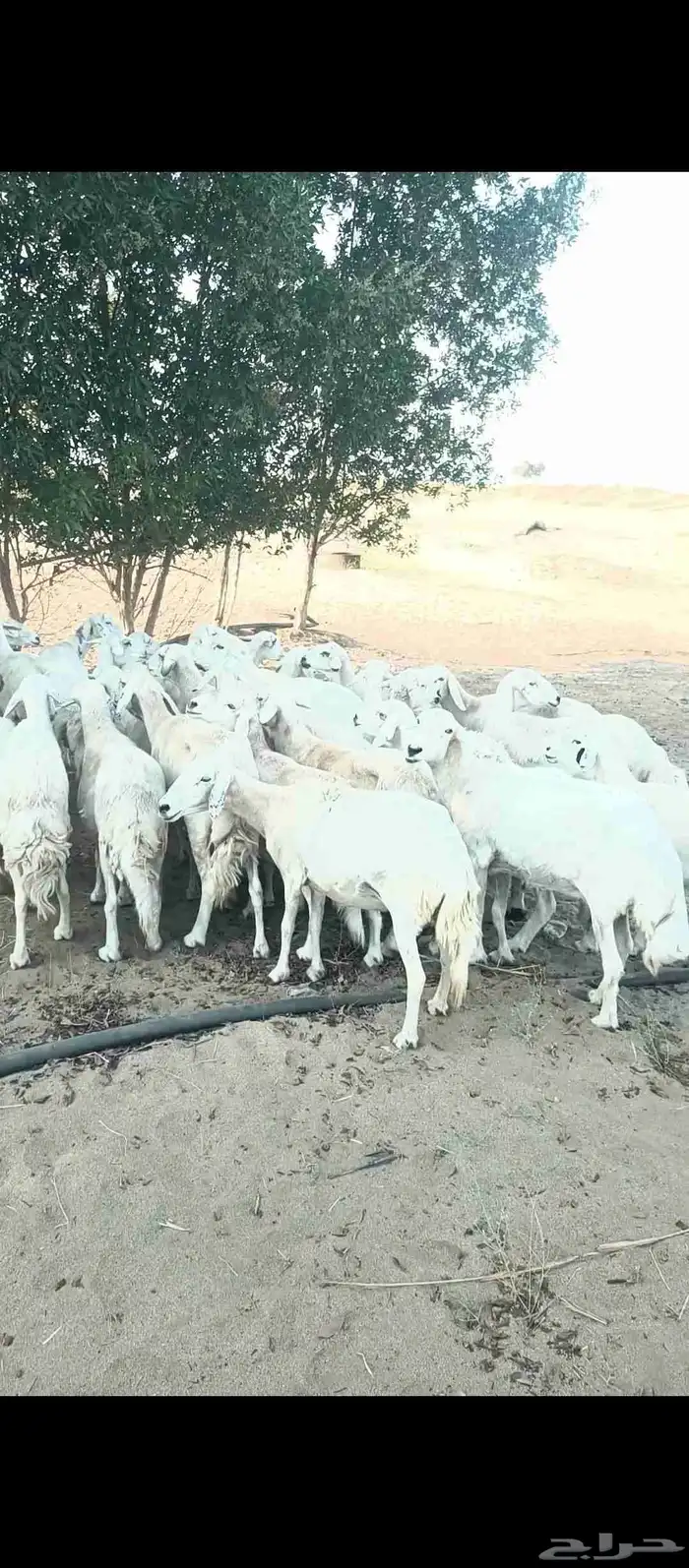 ضأن حريات للبيع 1