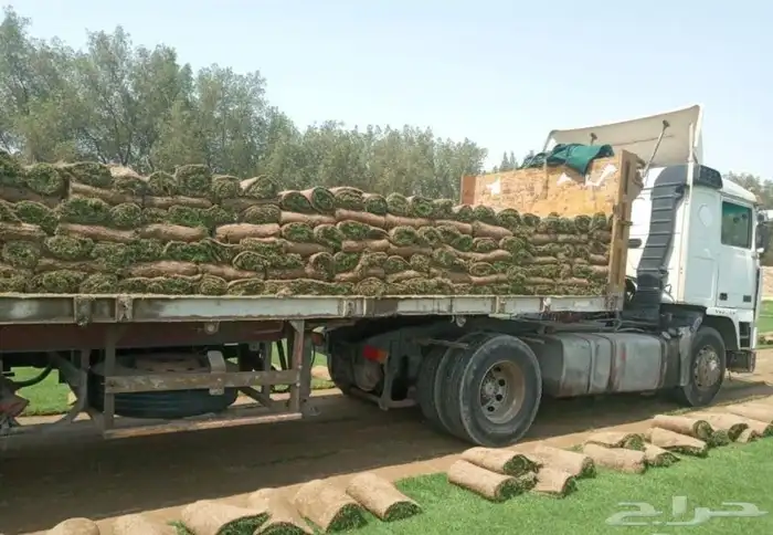 للبيع نجيله خضراء عشب اخضر طبيعي 4