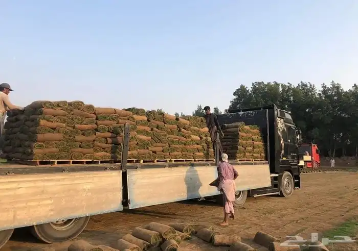 نجيل طبيعي 4