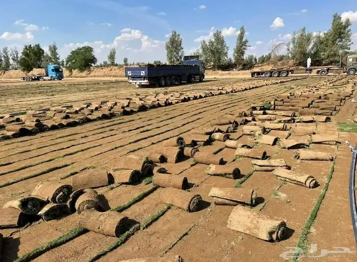 نجيل طبيعي 5