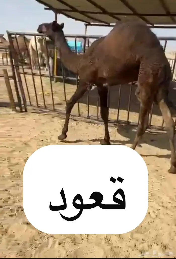 قعدان وبكار للبيع بلديه ويوجد توصيل التواصل اتصال 2