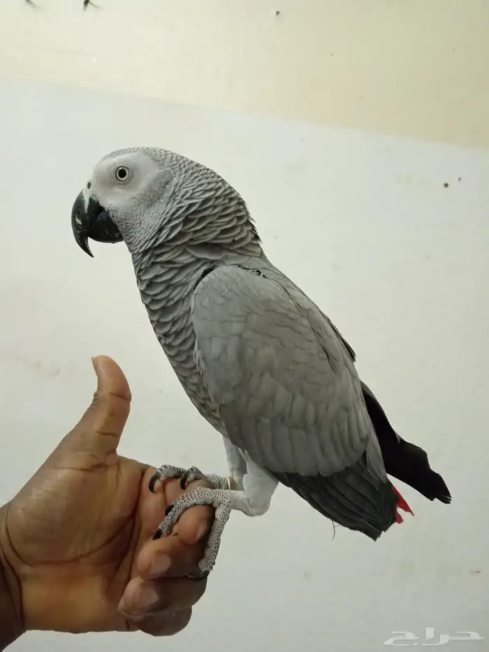 السلام عليكم اعرض لكم طير كاسكو اليف 2