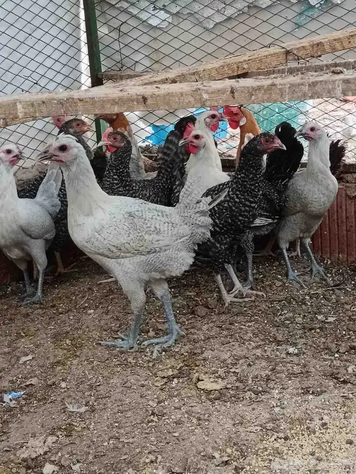 دجاج تركي فيومي وبلدي للبيع 1