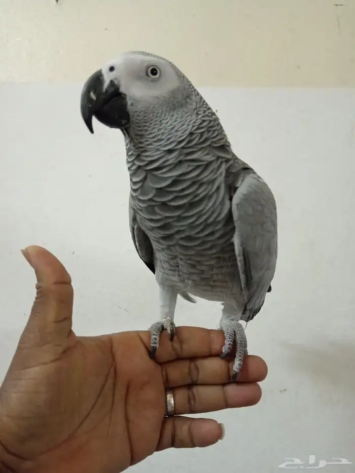السلام عليكم اعرض لكم طير كاسكو اليف 1