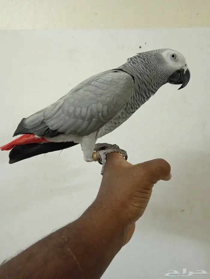 السلام عليكم اعرض لكم طير كاسكو اليف 3