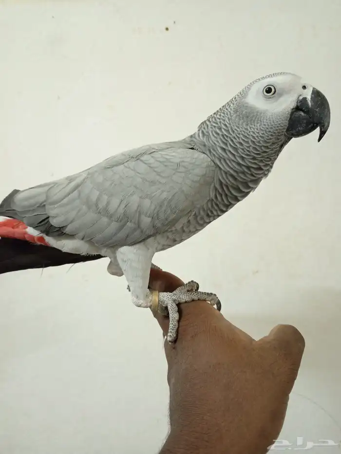 السلام عليكم اعرض لكم طير كاسكو اليف 4