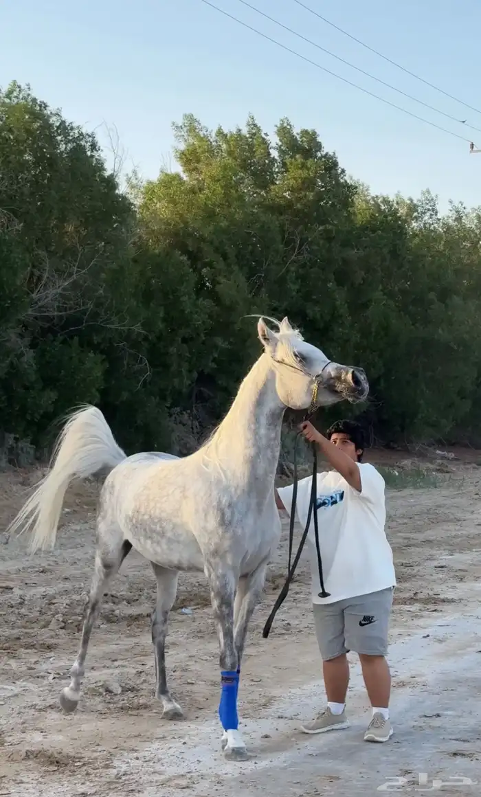 مهره واهو جمال البيع لأخر سوم 0
