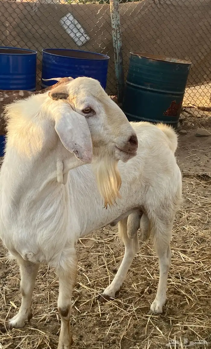 تيس فحل طيب ارتفاع وشكل 0