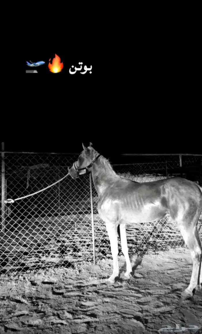 حصان شعبي فاخر 5