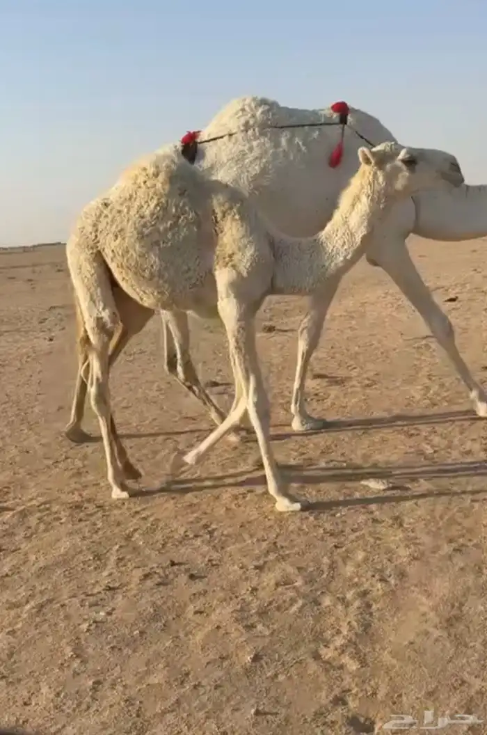 وضحا عشراء بكر 3