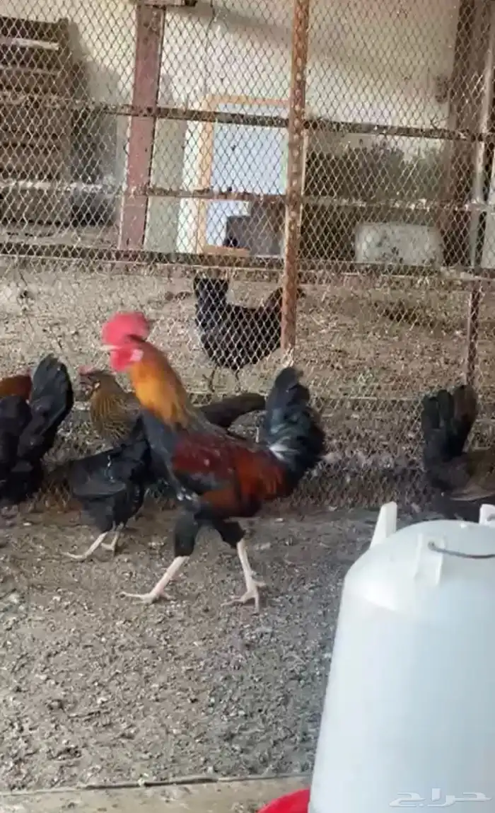 دجاج بلدي شمسي 5