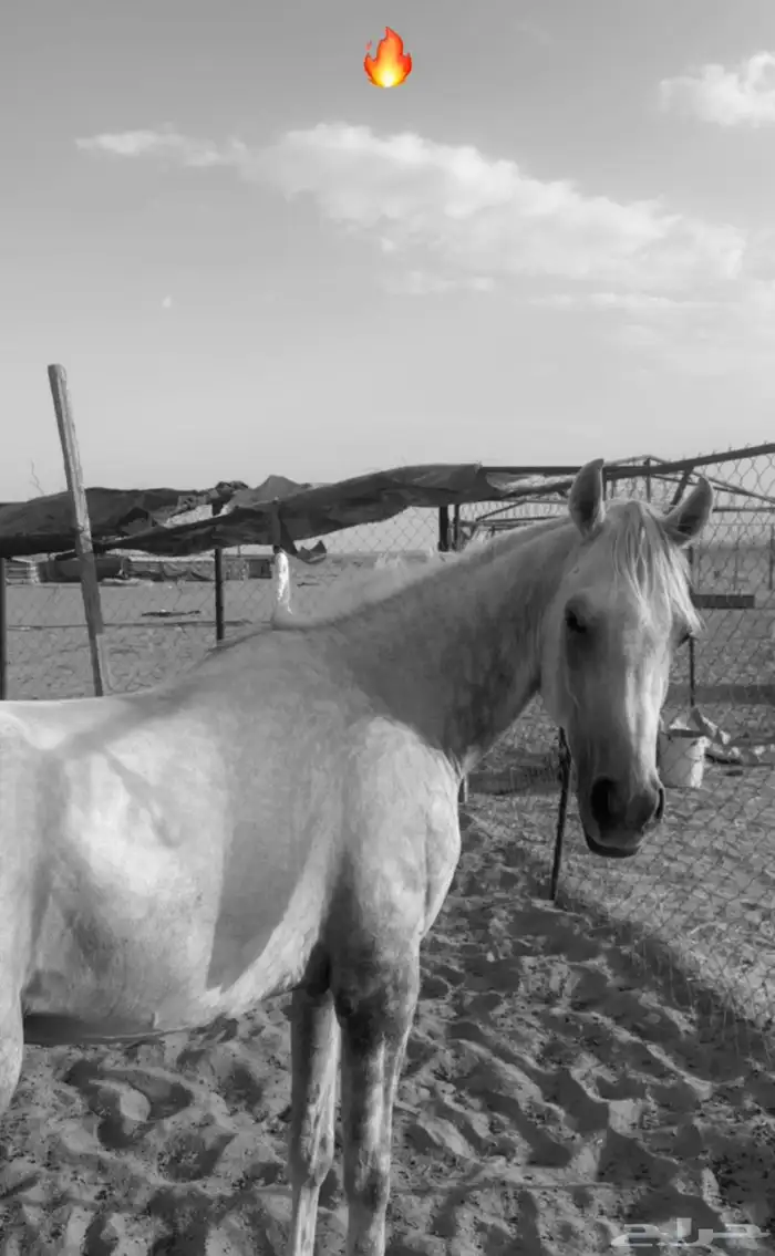 حصان شعبي فاخر 4