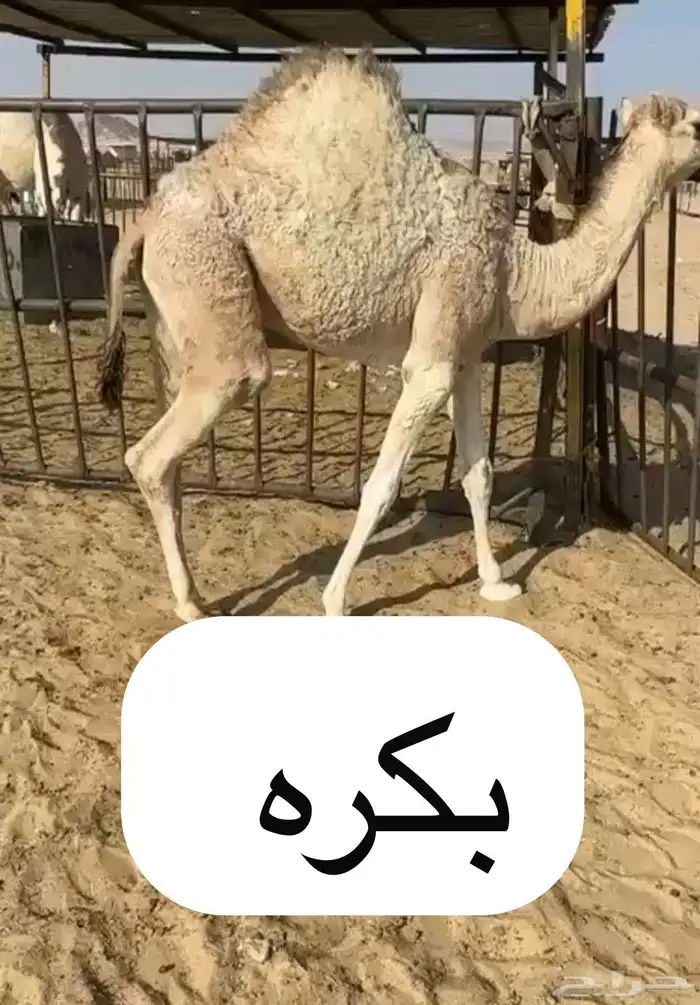 قعدان وبكار للبيع بلديه ويوجد توصيل التواصل اتصال 3