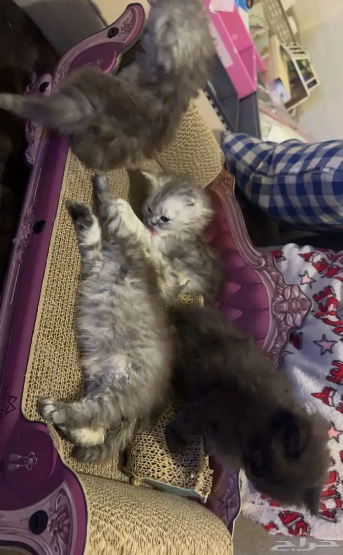 قطط شيرازي سكوتش للبيع   Persian Scottish kittens 2