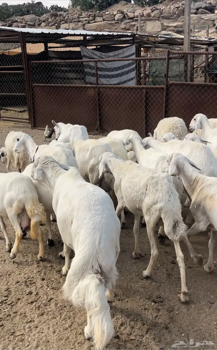 ضان دفع بفحلها للبيع 1