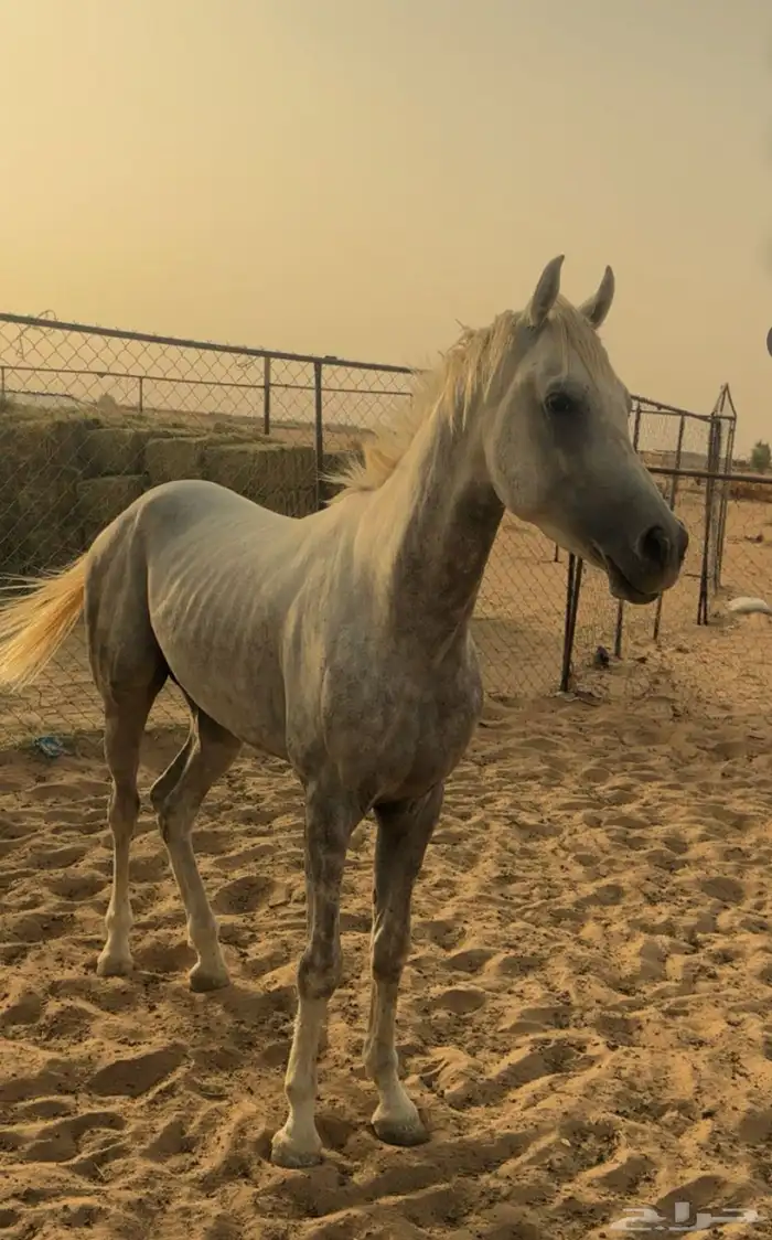 حصان شعبي فاخر 3